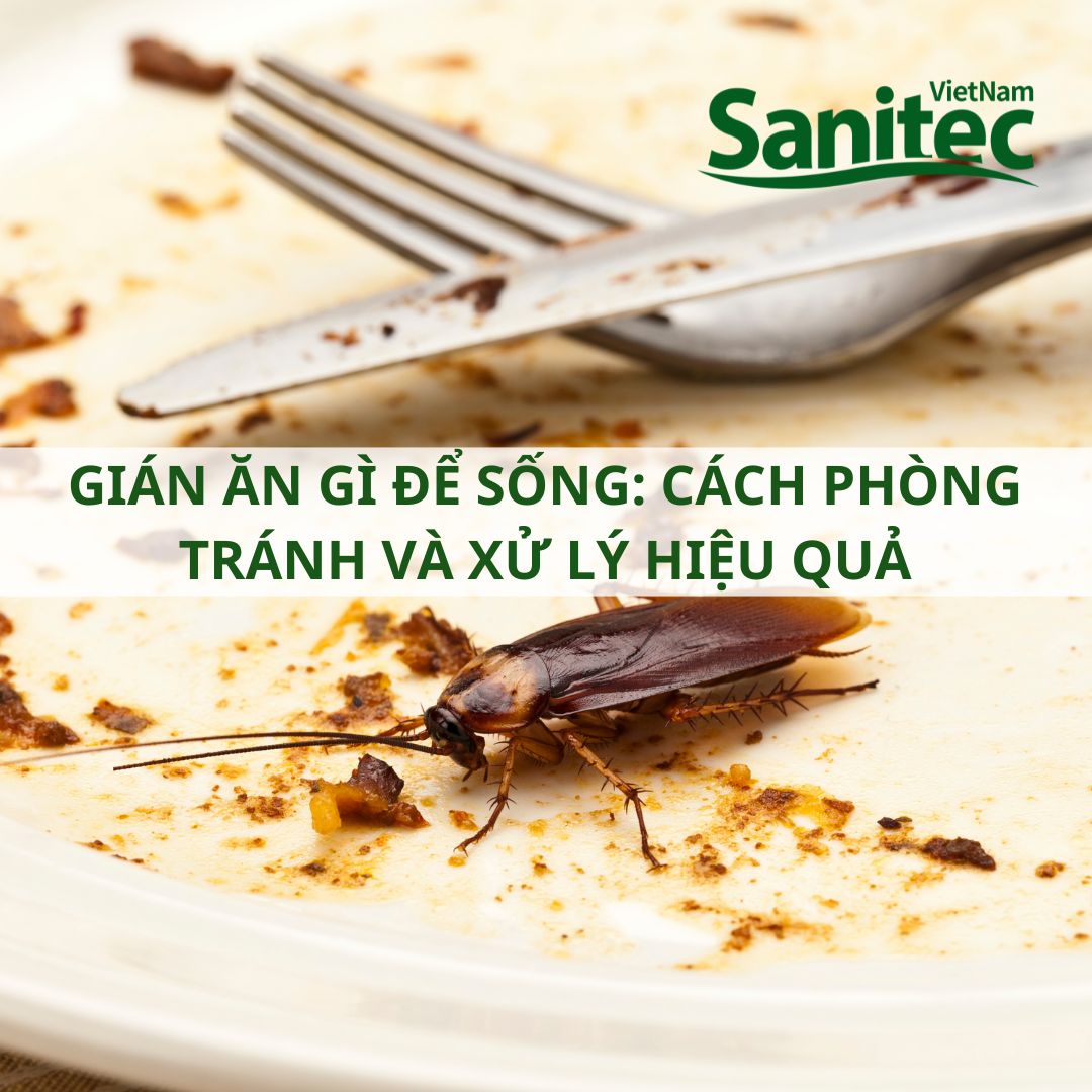 Gián ăn gì để sống: Cách phòng tránh và xử lý hiệu quả